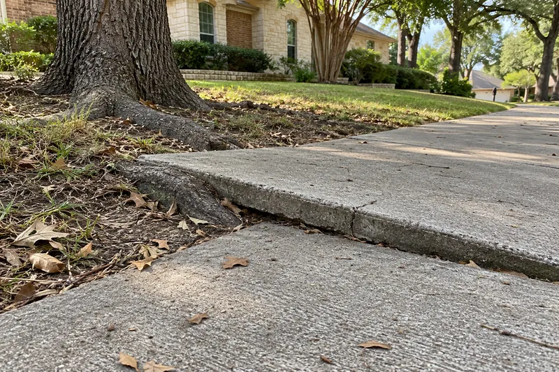 Sidewalk panel lifted by a tree root into a trip edge